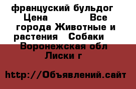 француский бульдог › Цена ­ 40 000 - Все города Животные и растения » Собаки   . Воронежская обл.,Лиски г.
